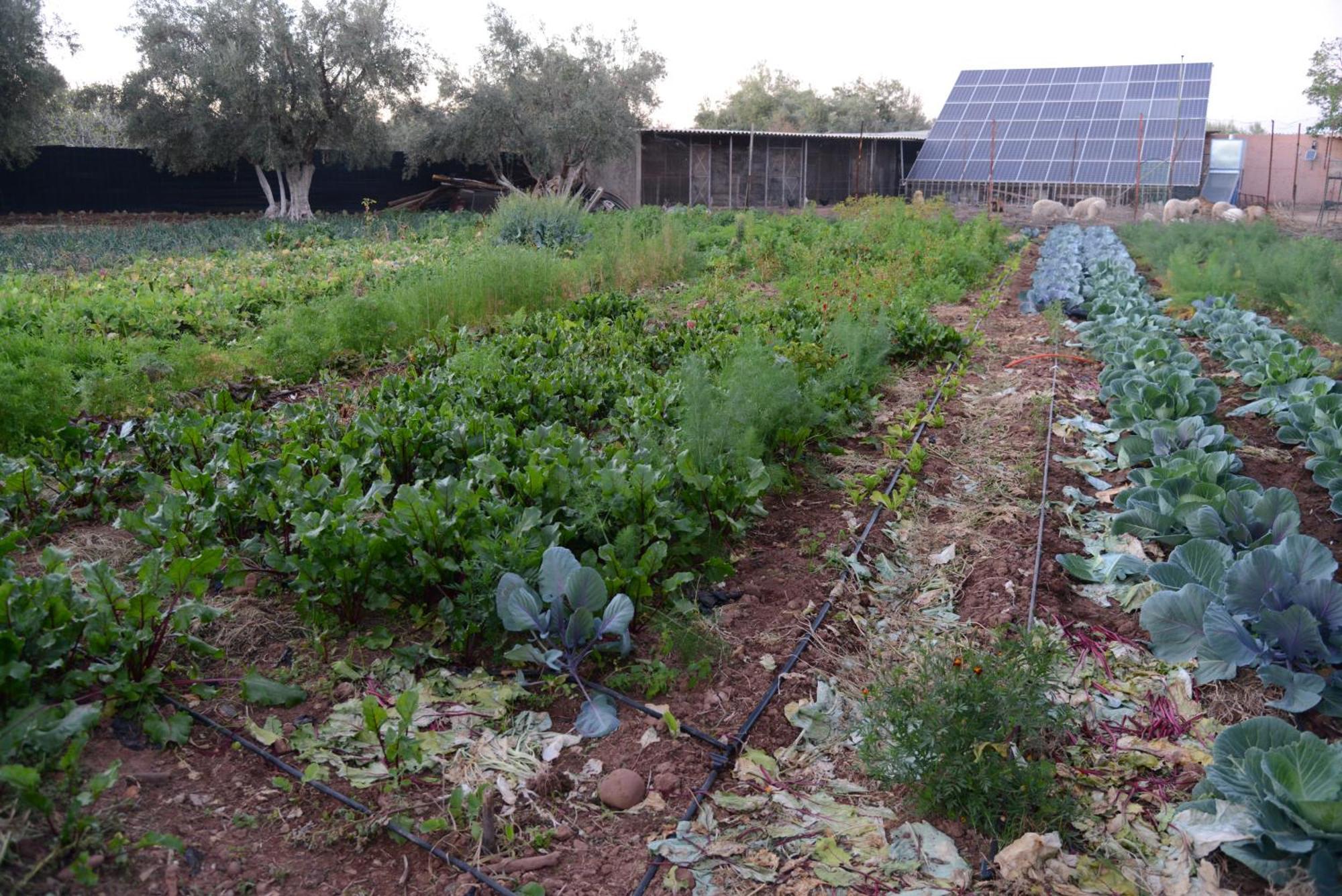 Eco Farm Tayssir Hotel Marrakesh Exterior photo